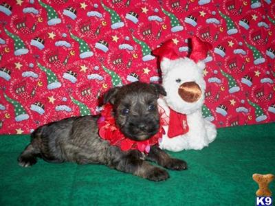 Miniature Schnauzer Puppies for Sale
